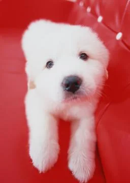 Great Pyrenees Stock Photos