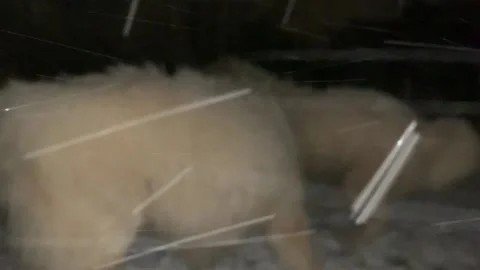 Great Pyrenees Playing in the Snow 库存影片 231810593