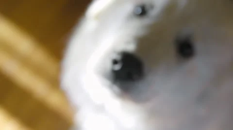 Great Pyrenees stares into camera Stock Footage 64363094