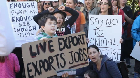 Great Quality Scenes of live export animal rights Stock-Footage 34638584