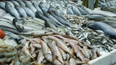 Great quantity of fresh seafood on a fish market Stock Footage 248080623