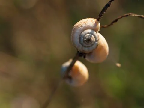 Great ramshorn Stock Photos