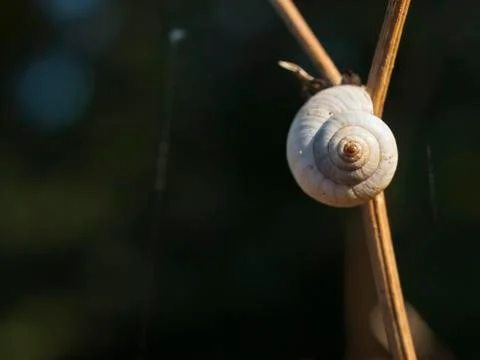 Great ramshorn Stock Photos
