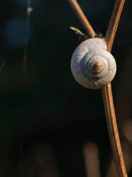 Great ramshorn Stock Photos