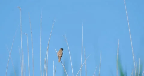 The great reed warbler close up Stock Footage 160501809