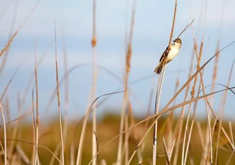 Great reed warbler Stock Photos