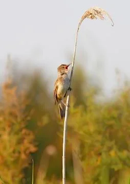 Great reed warbler Stock Photos