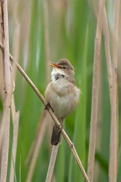 Great Reed Warbler Stock Photos