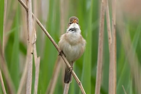 Great Reed Warbler Stock Photos