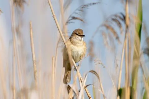 Great Reed Warbler Stock Photos