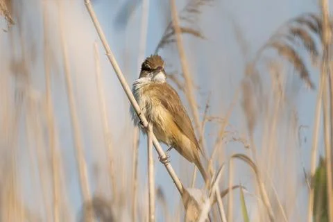 Great Reed Warbler Stock Photos