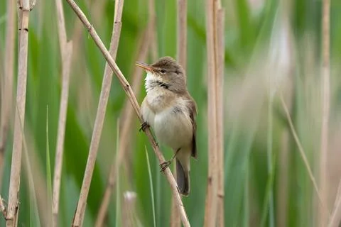 Great Reed Warbler Stock Photos