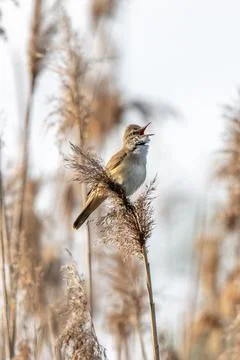 Great Reed Warbler Stock Photos