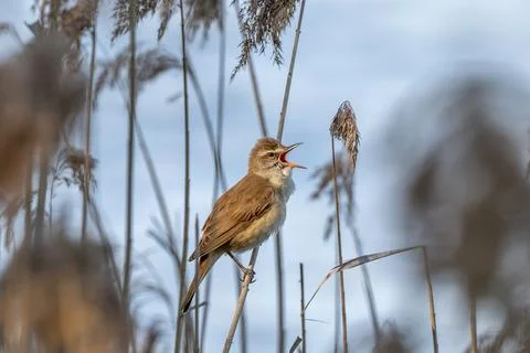 Great Reed Warbler Stock Photos