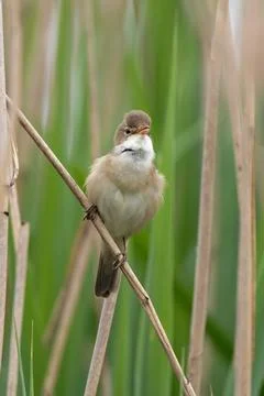 Great Reed Warbler Stock Photos