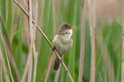 Great Reed Warbler Stock Photos