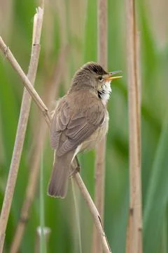 Great Reed Warbler Stock Photos