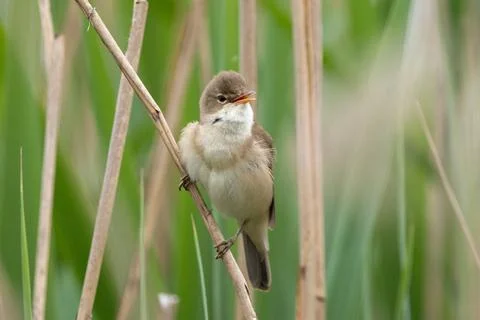 Great Reed Warbler Stock Photos