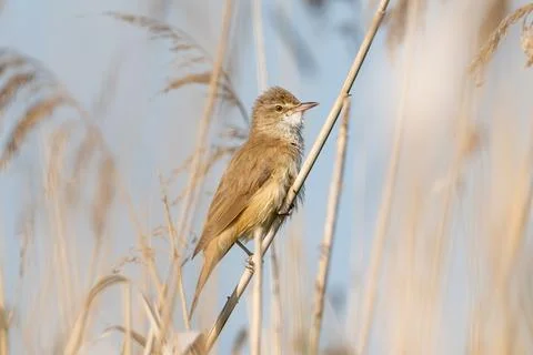 Great Reed Warbler Stock Photos