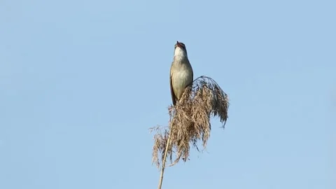 Great Reed Warbler Singing on Dry Reed Top Against Clear Blue Sky in Springti Stock Footage 344257467