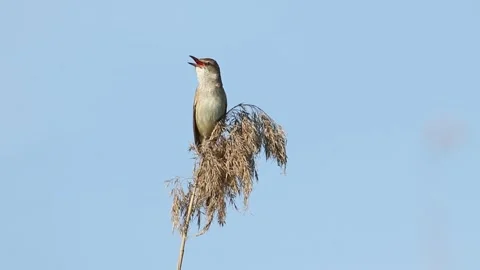Great Reed Warbler Singing on Dry Reed Top Against Clear Blue Sky in Spring Stock Footage 344257508