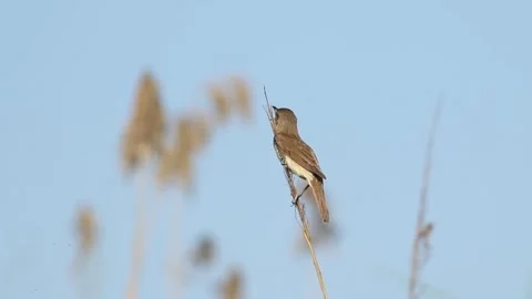 Great Reed Warbler Singing on Reed Stem in Wetland Against Clear Blue Sky Stock Footage 344257465
