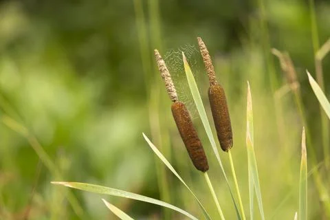 A great reedmace also called common cattailor bull rush Stock Photos
