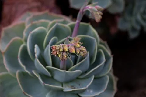 The great root develops innumerable bulbs Stock Photos