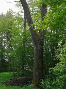 The great  scobe  tree Stock Photos