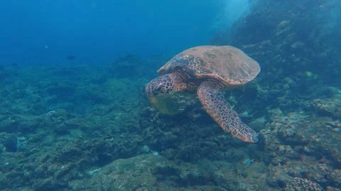 Great sea turtle diving in clear water of Maui, on Hawaii Island . Stock Footage 164715202