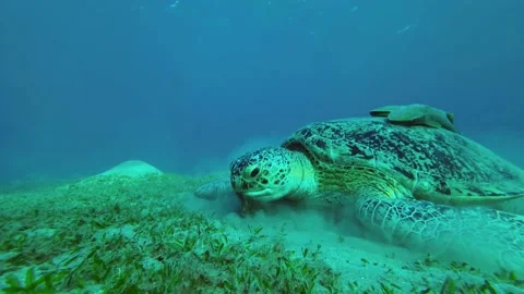 Great Sea Turtle eats seagrass on the seabed Stock Footage 232771793