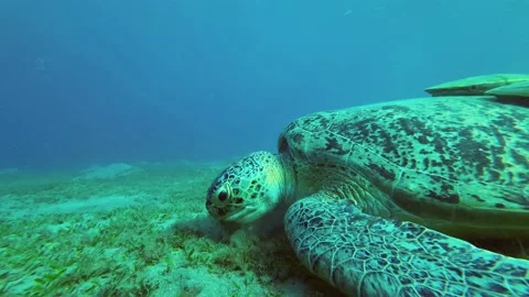 Great Sea Turtle eats seagrass on the seabed Video stock 232772571