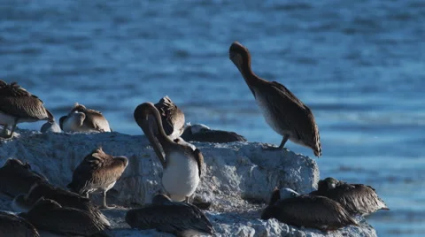 Great sequence of pelicans resting on a rock in the sun. 库存影片 68570267
