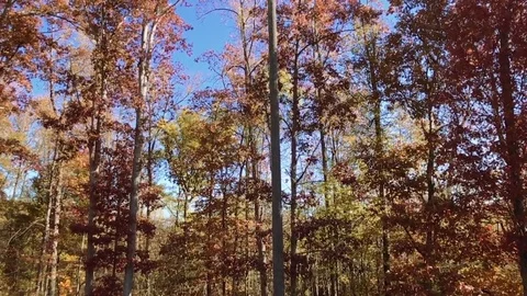 Great shot of beautiful trees during autumn/fall Stockbeeldmateriaal 83020535