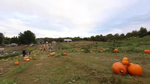 Great Shot of a Pumpkin Patch Vídeos de archivo 51974767