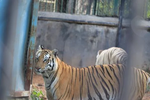 Great siberian tiger Stock Photos