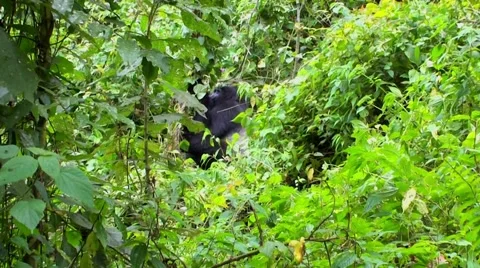 Great silverback Mountain Gorilla in the Bwindi National Park in Uganda Video stock 52879265