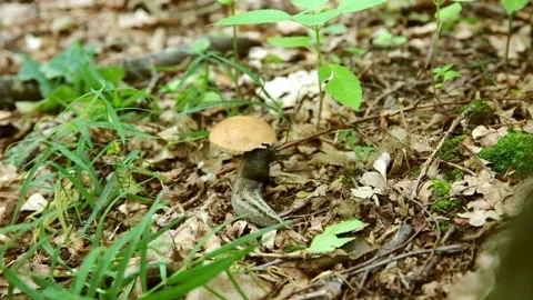 Great snail eats a mushroom in the woods 動画素材 77711567