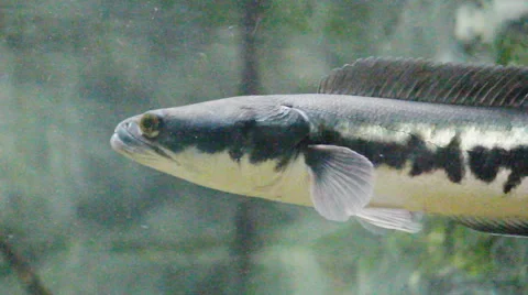 Great snakehead Stock Footage 44349465
