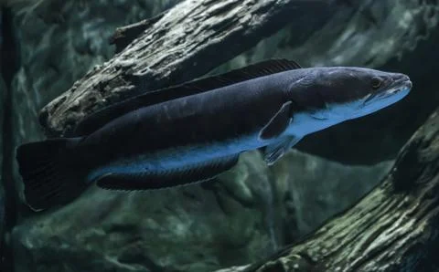 Great snakehead. Stock Photos