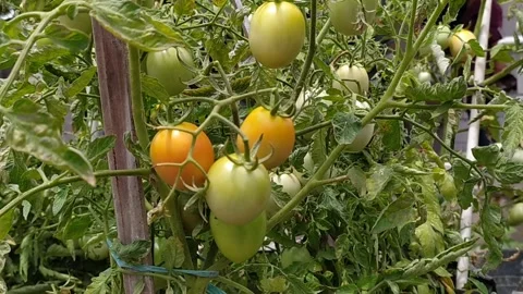 Great Solanum lycopersicum fruit vegetable organics harvest Stock Footage 256719448