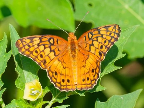 Great Spangled Fritillary Fotos de archivo