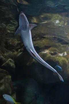 Great specimen of suckerfish with suction cup attached to aquarium glass Stock Photos