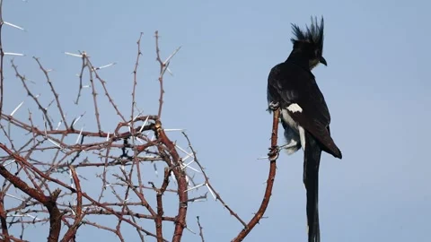 Great Spotted Cuckoo Bird Perched On A Thorny Tree Branch Vídeos de archivo 336474154