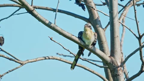 Great Spotted Cuckoo on a tree Vídeo Stock 263446118