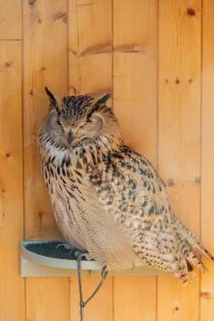Great Spotted Owl - Eurasian Eagle Owl Stock Photos