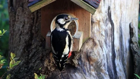 Great spotted woodpecker close up eats fat bird seed Stock Footage 226898817
