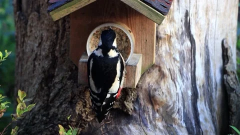 Great spotted woodpecker close up eats fat bird seed Stock Footage 261979394
