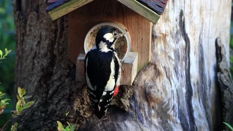 Great spotted woodpecker close up eats fat bird seed Stock Footage 262019755