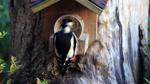 Great spotted woodpecker close up eats fat bird seed Stock Footage 262032842